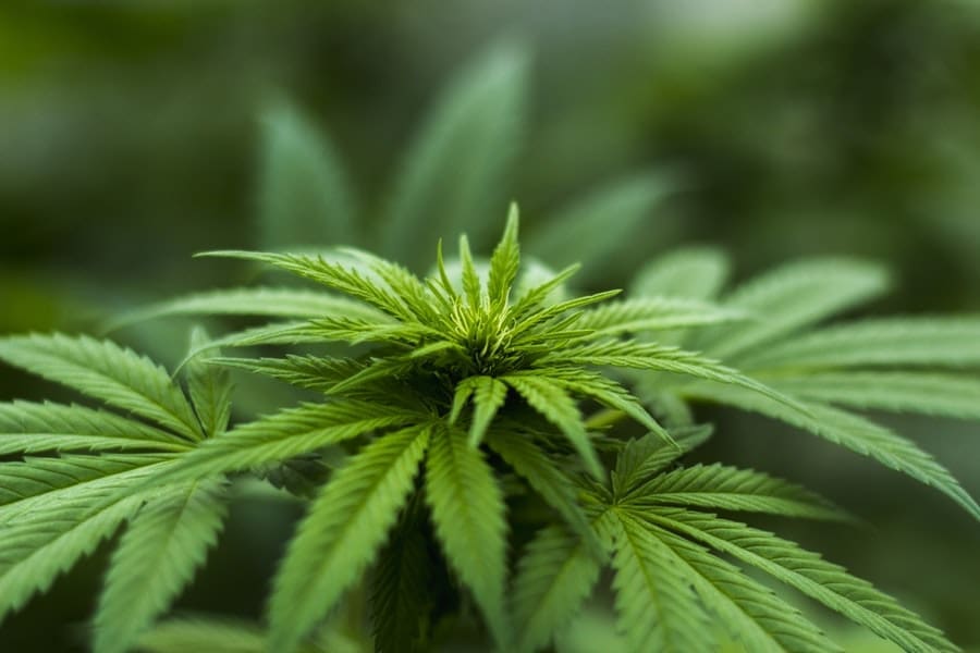 Legal pot and the campus