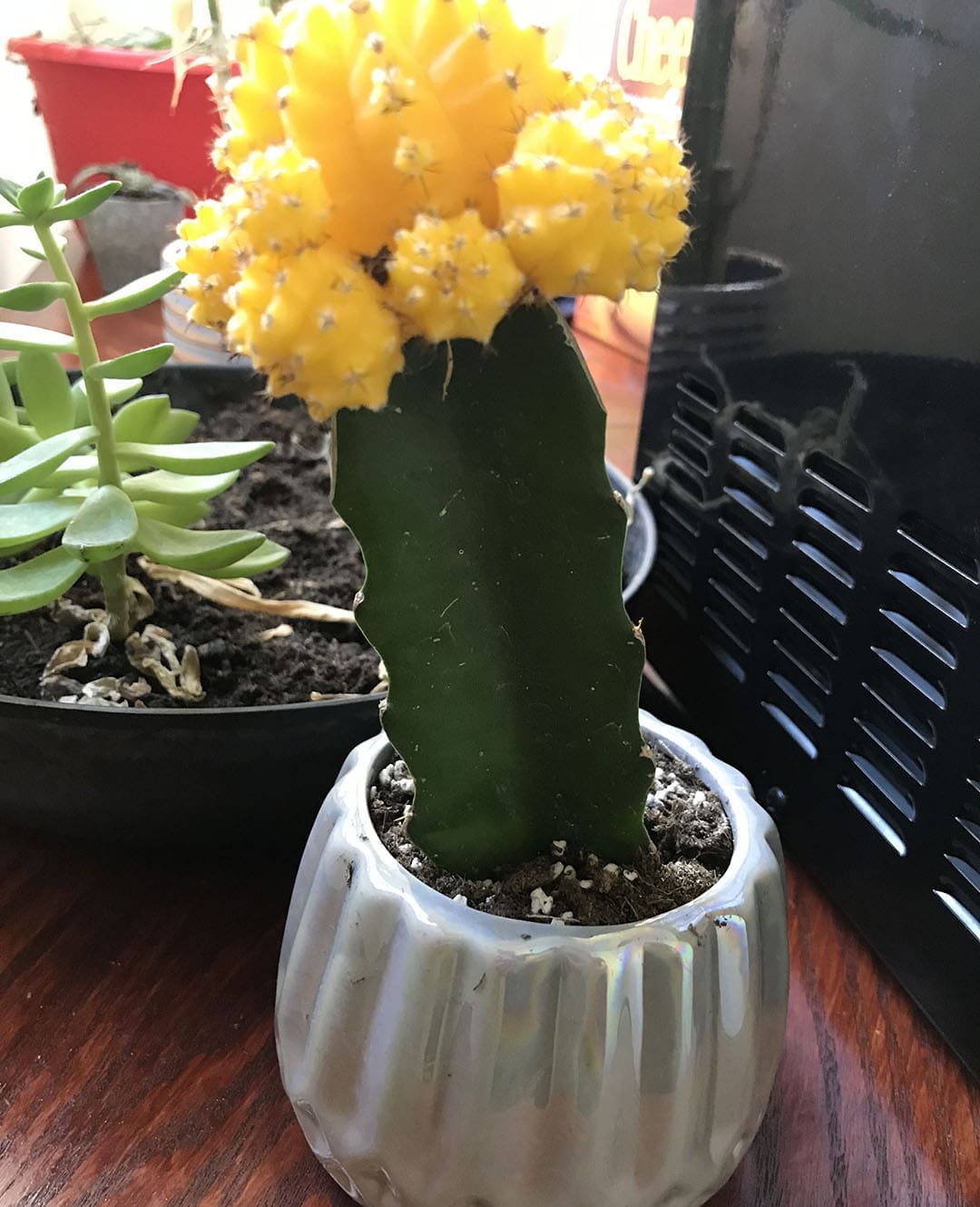 cactus with yellow flower on top