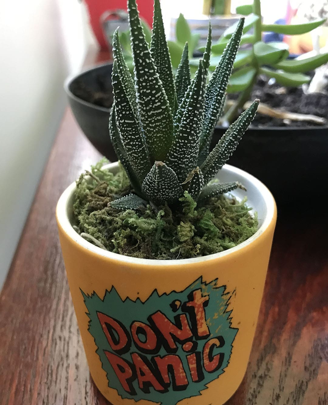 cactus with yellow flower on top