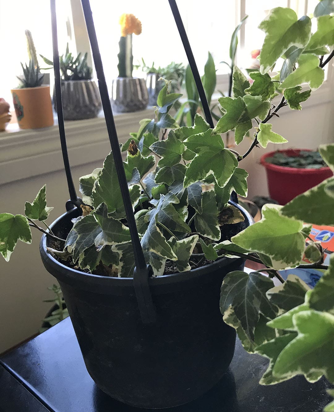 ivy plant