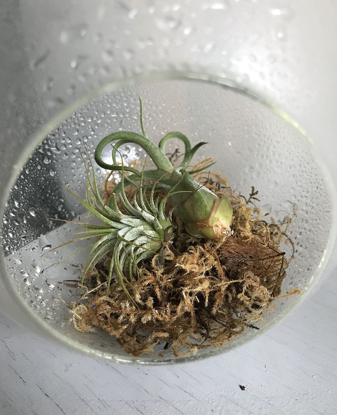 air plants