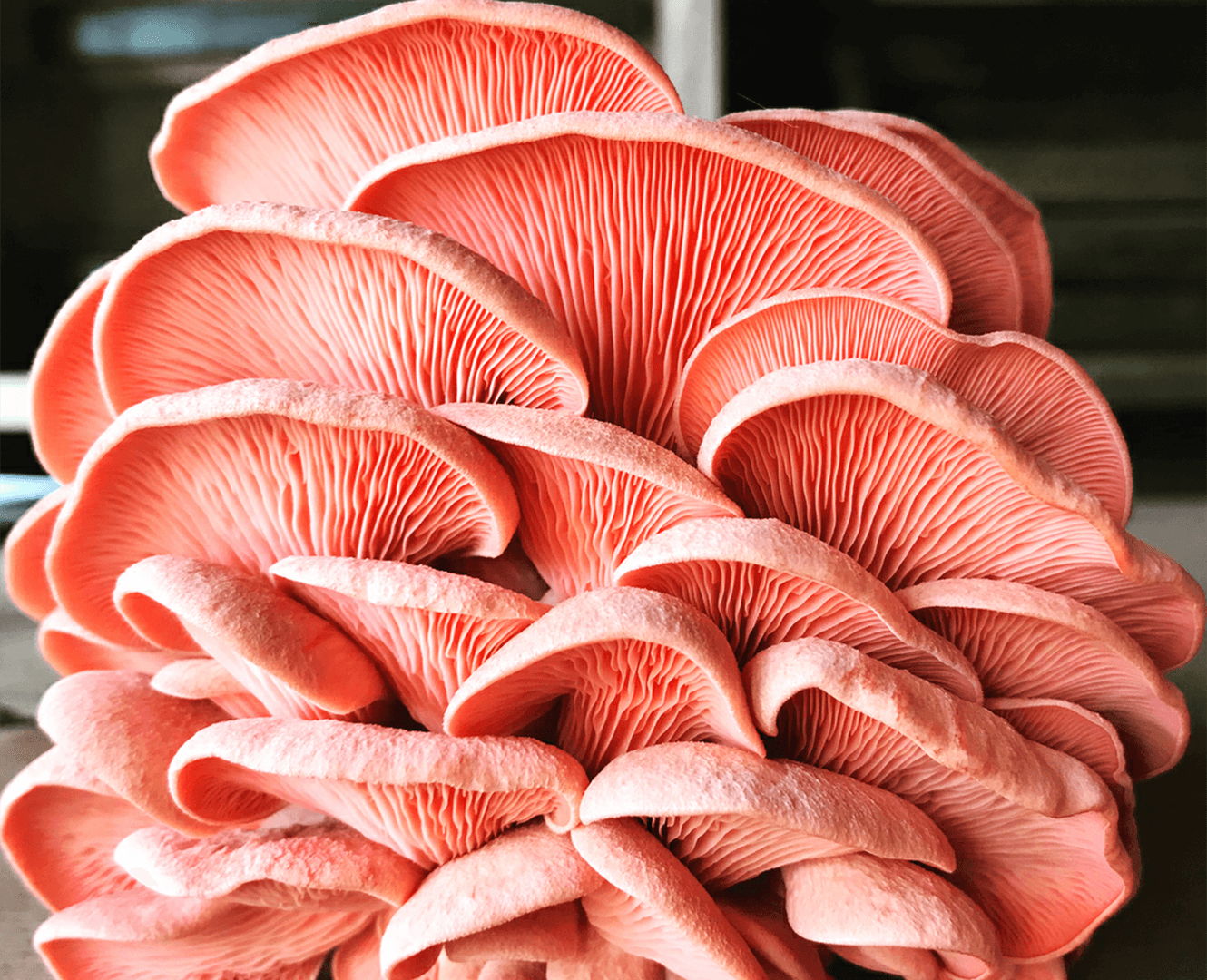 Local Family Business Grows Medicinal Mushrooms