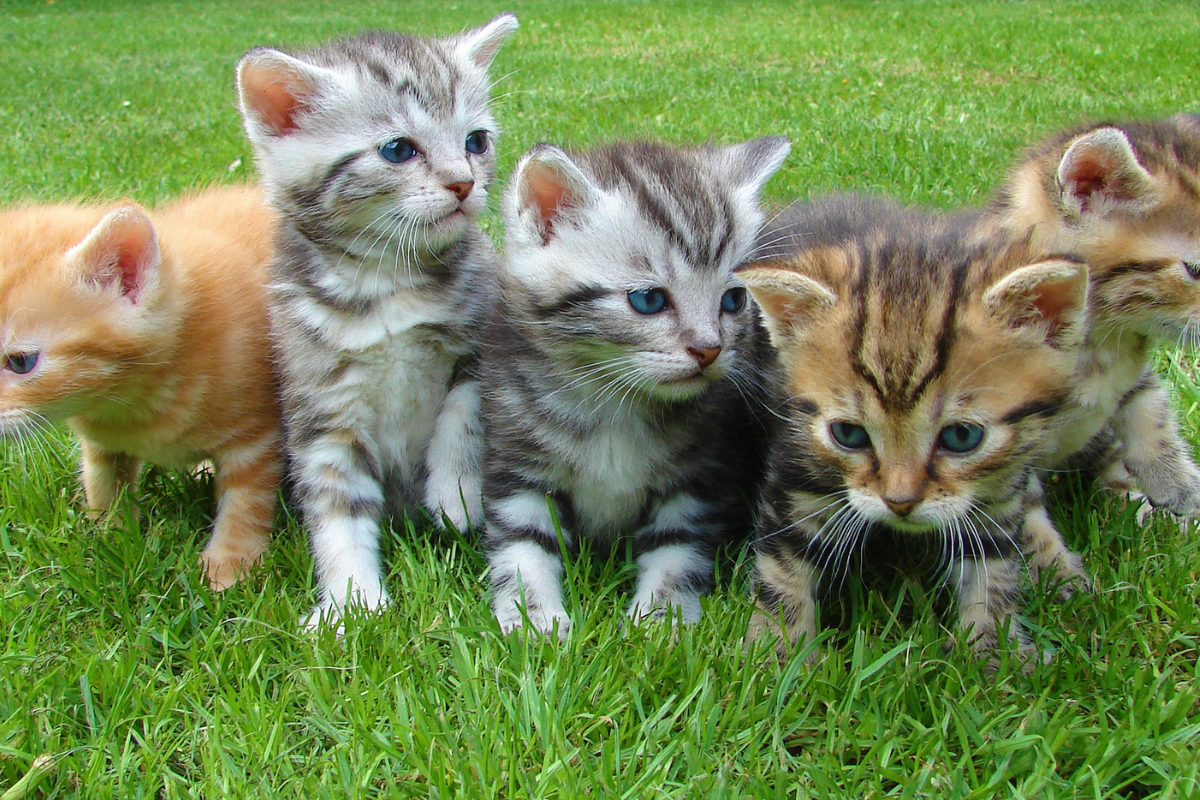 Cat Fest returns for a week-long celebration