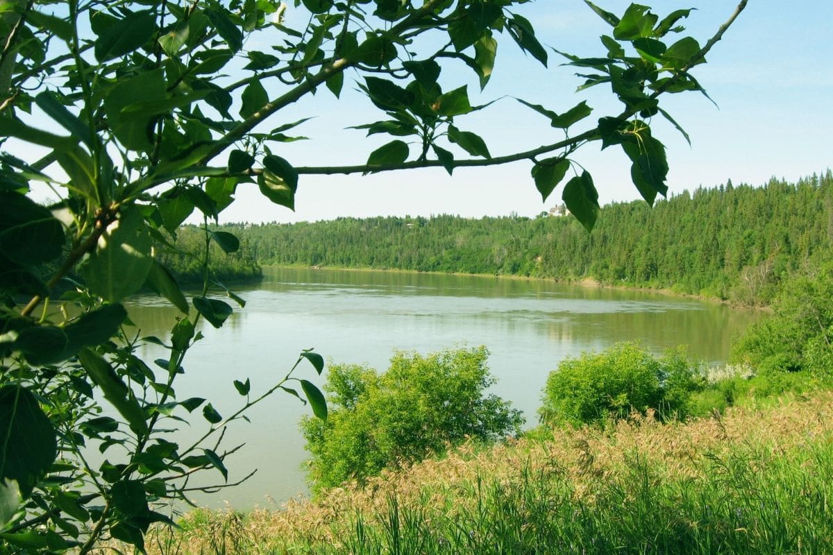 edmonton greenery river A shot of the North Saskatchewan River from behind a tree. There's lots of lush green hills and bushes, with the river in the middle of the image.