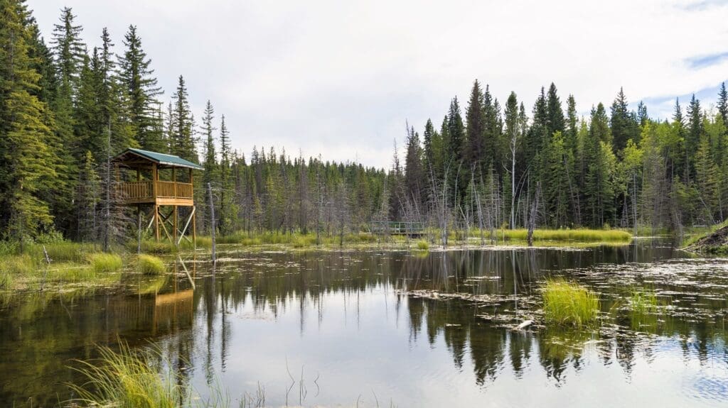 beaver boardwalk