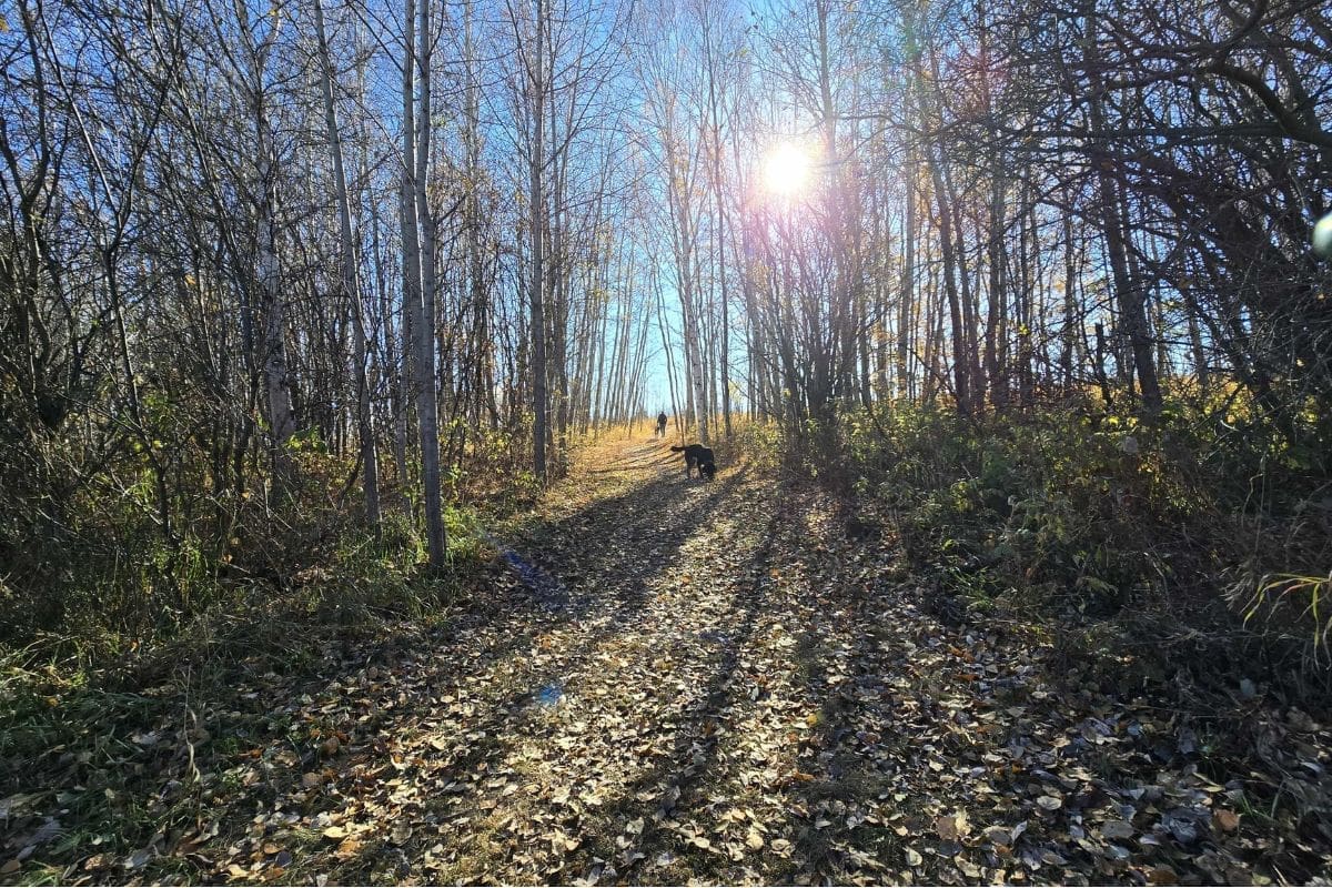 A trail covered in leaves and surrounded by trees. The sun shines through the trees and there is a dog in the distance.