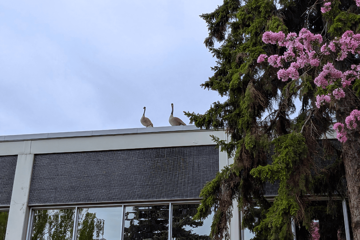 Campus Geese