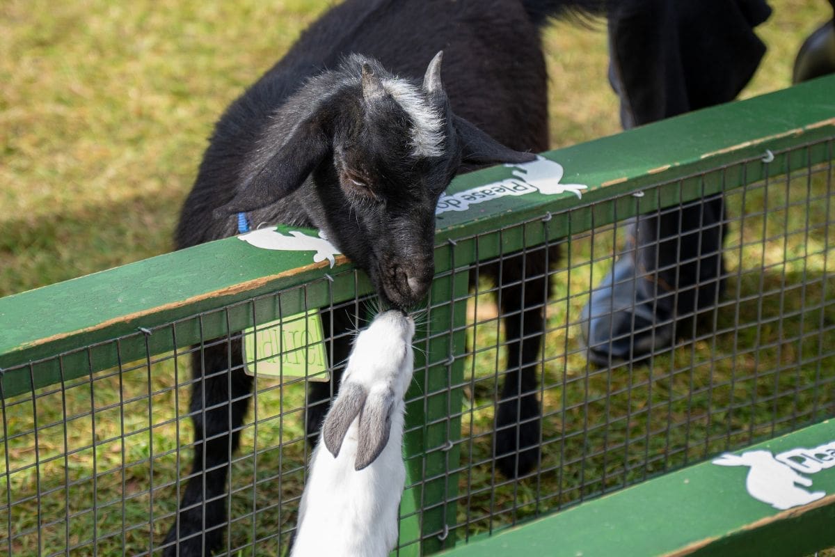 closeup photograph of a goat craning it's head down over a crate, butting heads with a white fluffy rabbit standing on it's legs